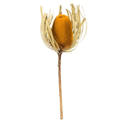 Gold Dried Jumbo Banksia Stems, Set of 3