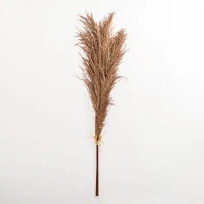 Nutmeg Pampas Grass Bundle