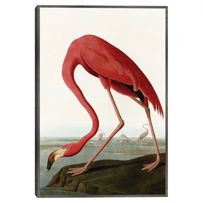 American Flamingo Framed Canvas Art Print
