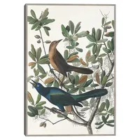 Boat Tailed Grackle Framed Canvas Art Print