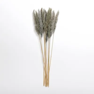 Gray Pampas Bundle