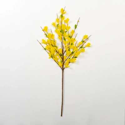 Forsythia Stem