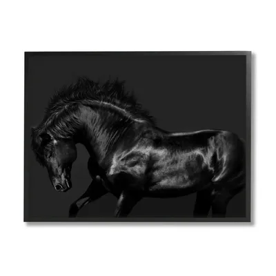 Modern Black Horse Wild Stallion Canvas Art Print