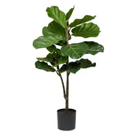 Fiddle Leaf Fig Tree in Black Planter