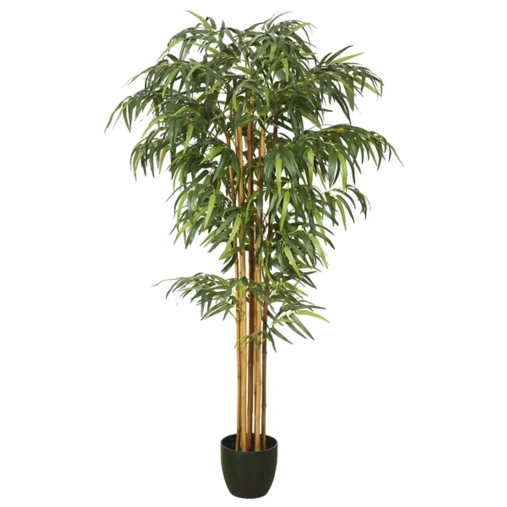 Green Bamboo Tree in Black Planter