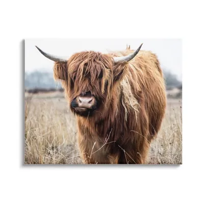 Longhorn in Tall Grass Canvas Art Print