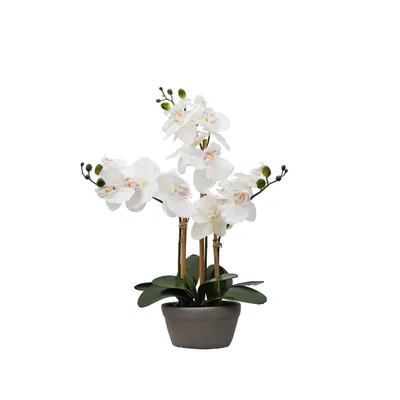 Desktop Orchid Arrangement in Gray Planter