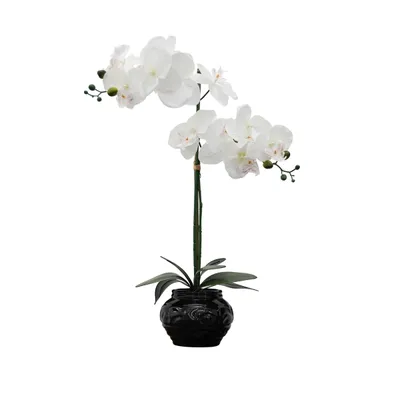 Orchid Arrangement in Black Floral Planter