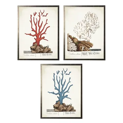 Vintage Coral Diagram Framed Art Prints, Set of 3