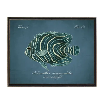 Semicircle Angelfish Framed Wall Art