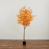 Maple Tree in Black Planter