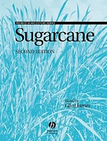 Sugarcane