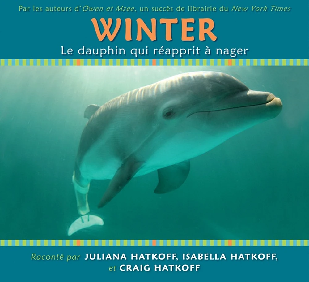 Winter, le dauphin qui réapprit à nager