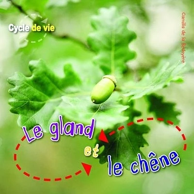 Le gland et le chêne