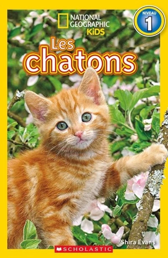 Les chatons