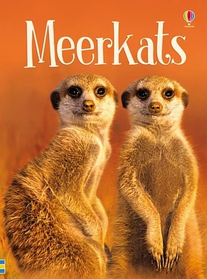 Beginners Meerkats