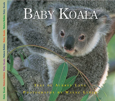 Baby Koala