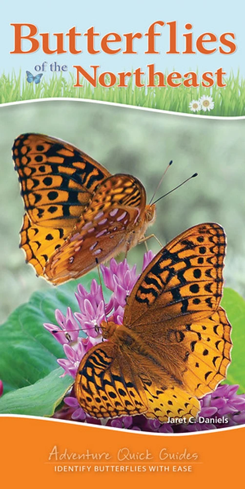 Butterflies of the Northeast