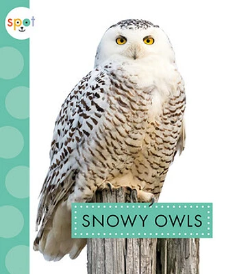 Snowy Owls