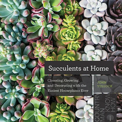 Succulents at Home