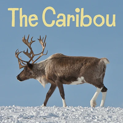 The Caribou