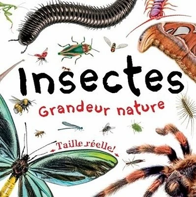 Insectes grandeur nature