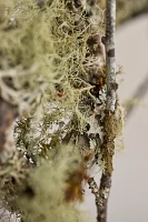 Moss & Lichen Branches