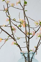 Quince Branches