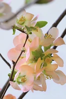 Quince Branches