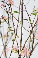 Quince Branches