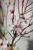 Tulip Magnolia Branches