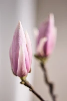 Tulip Magnolia Branches