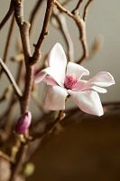 Tulip Magnolia Branches