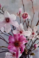 Tulip Magnolia Branches