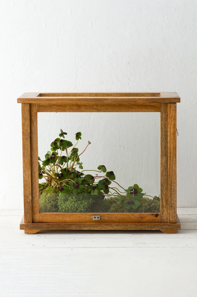 Specimen Case Terrarium