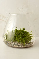 Polished Drop Terrarium