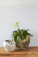 Barnacle Round Shoulder Pot