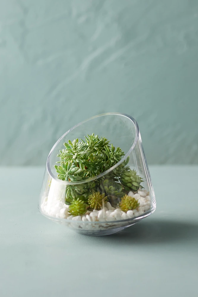 Angled Spotlight Terrarium