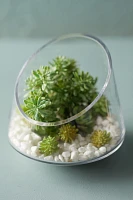 Angled Spotlight Terrarium