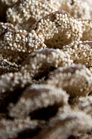 Giant Seeded Sugar Pine Cone