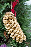 Giant Seeded Sugar Pine Cone