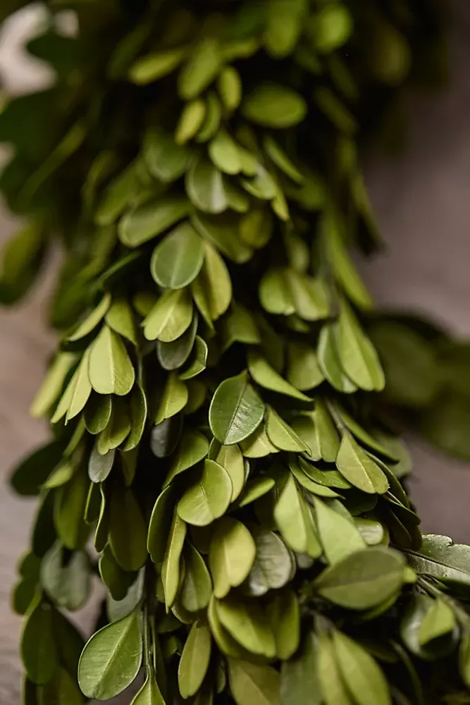 Preserved Boxwood Garland