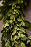 Preserved Boxwood Garland