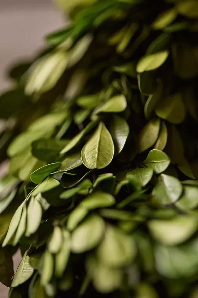 Preserved Boxwood Garland