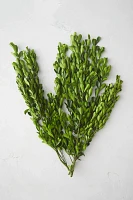 Preserved Boxwood Bunch