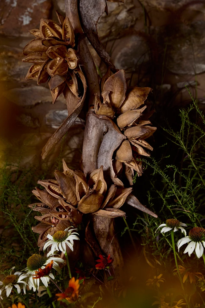 Dried Star Pod Stalk