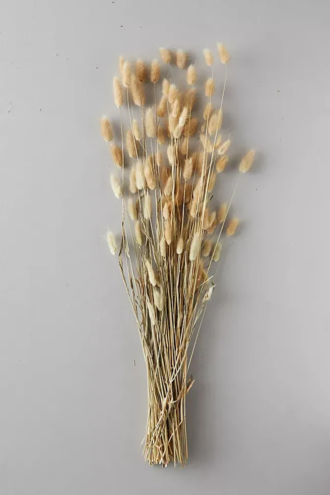 Dried Lagurus Bunch