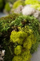 Mixed Moss Wreath