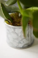 Habit & Form Cylinder Pot