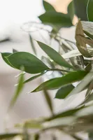 Fresh Israeli Ruscus + Olive Leaf Garland